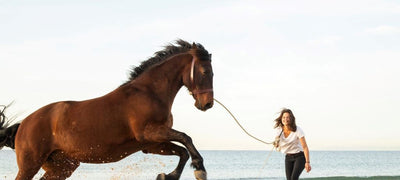 Longieren am Strand mit Lederhalfter und Hanfseil von EQUIMONTA