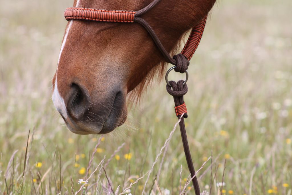 Pferdenase (Nüstern) mit braunen Knotenhalfter und passenden Strick von EQUIMONTA