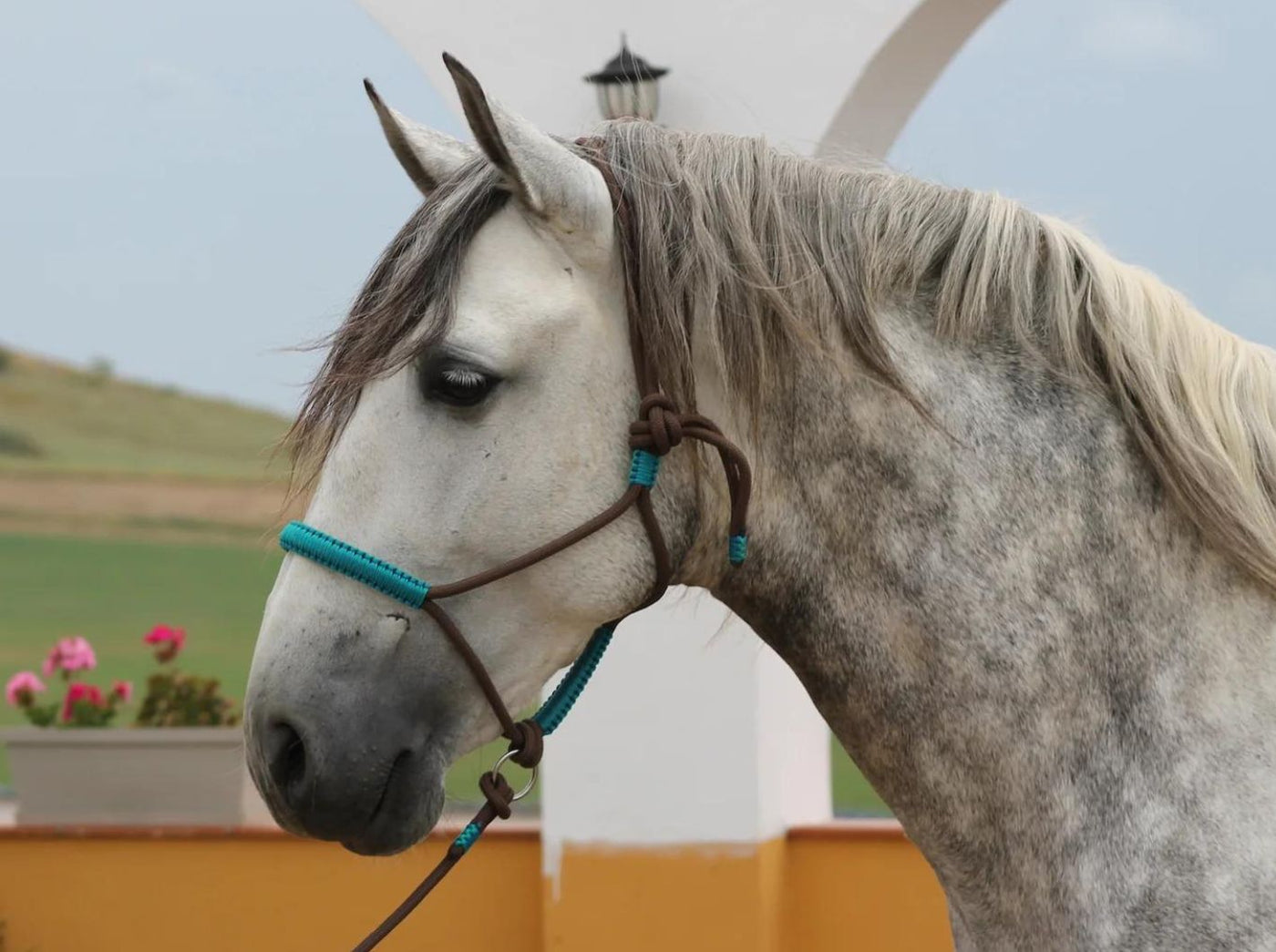 Knotenloses Halfter - Braun/blau-grün (wie türkis), Gr. PONY, MINI-SHETTY