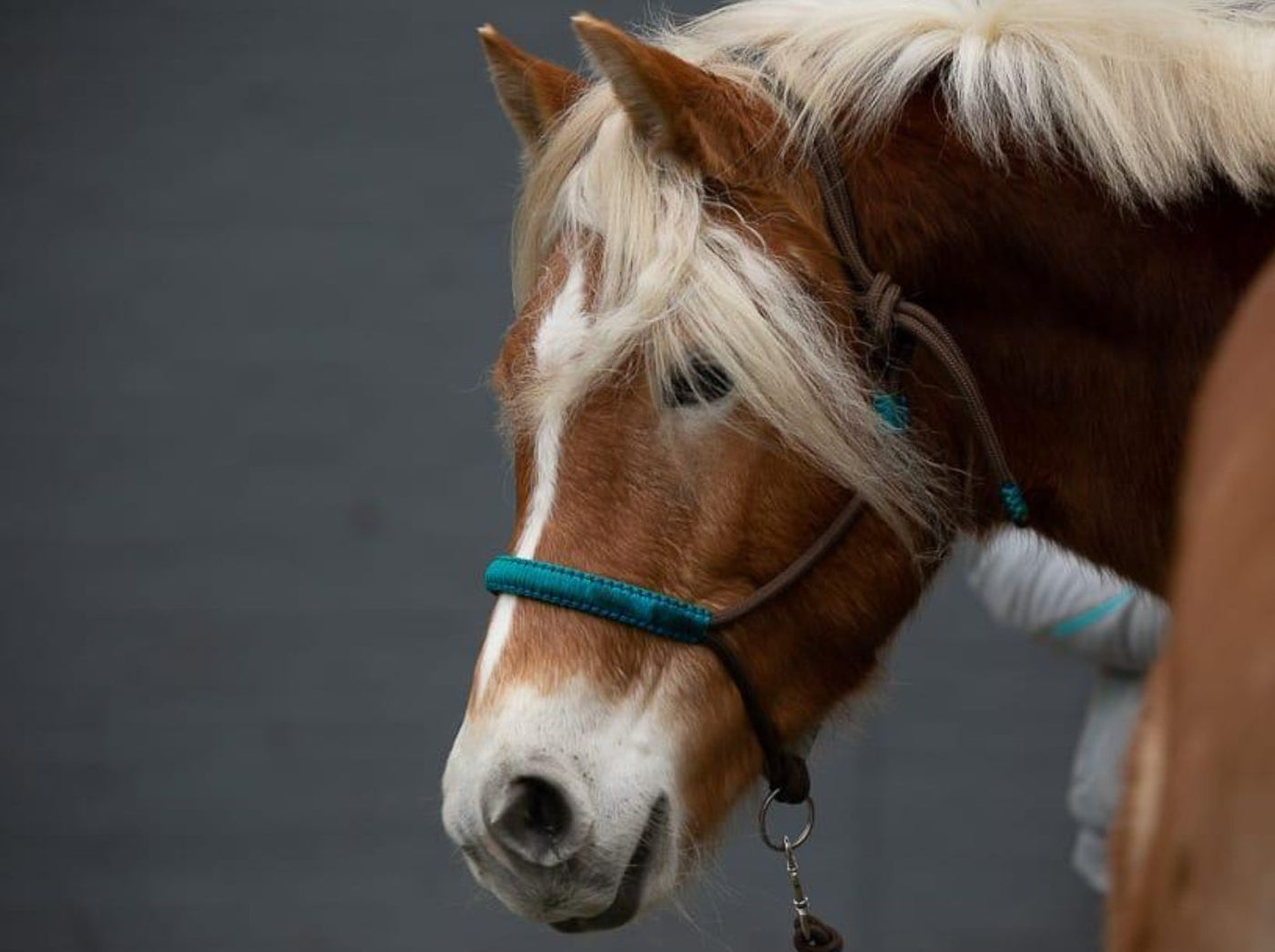 Knotenloses Halfter - Braun/blau-grün (wie türkis), Gr. PONY, MINI-SHETTY