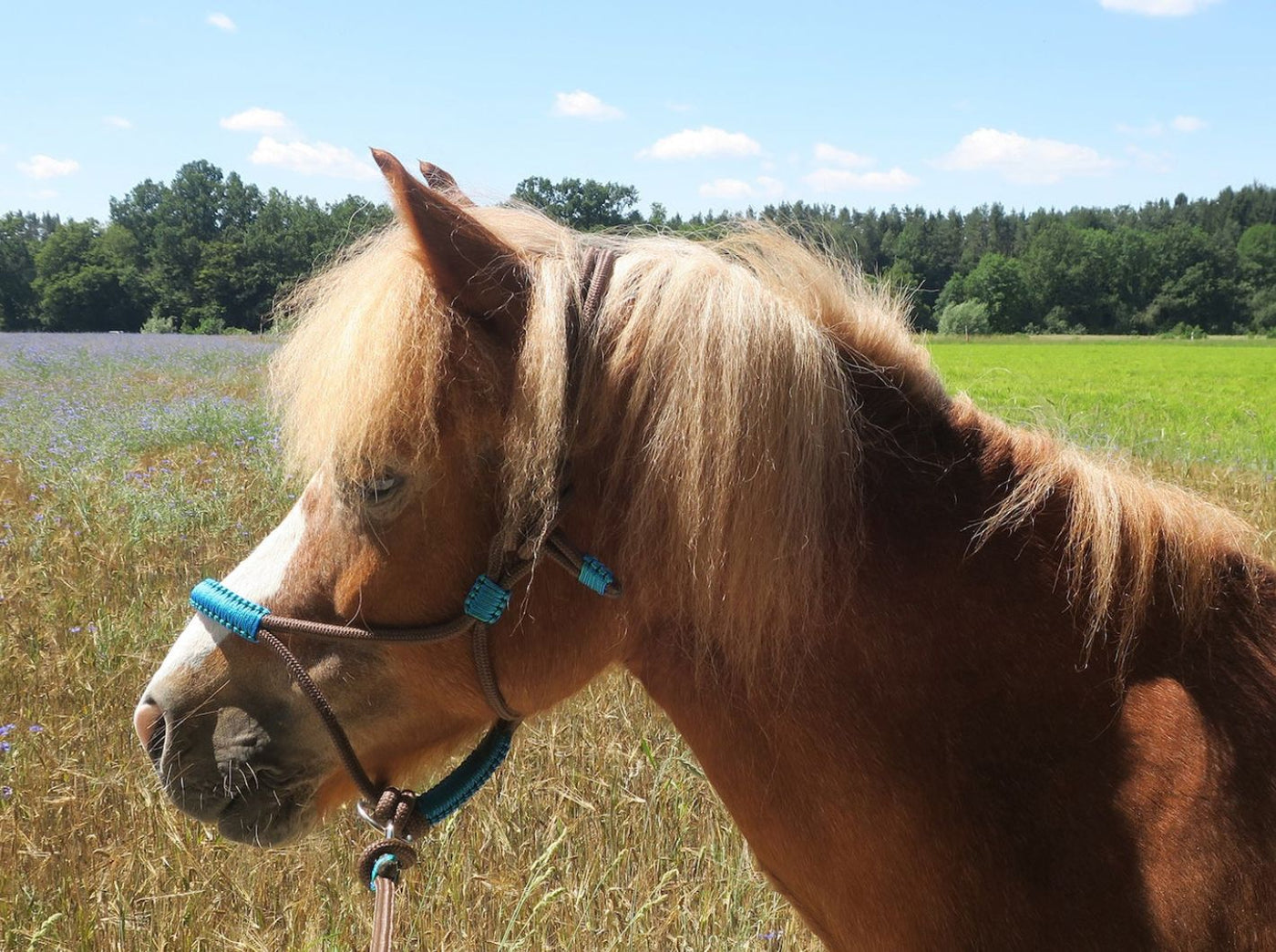 Knotenloses Halfter - Braun/blau-grün (wie türkis), Gr. PONY, MINI-SHETTY