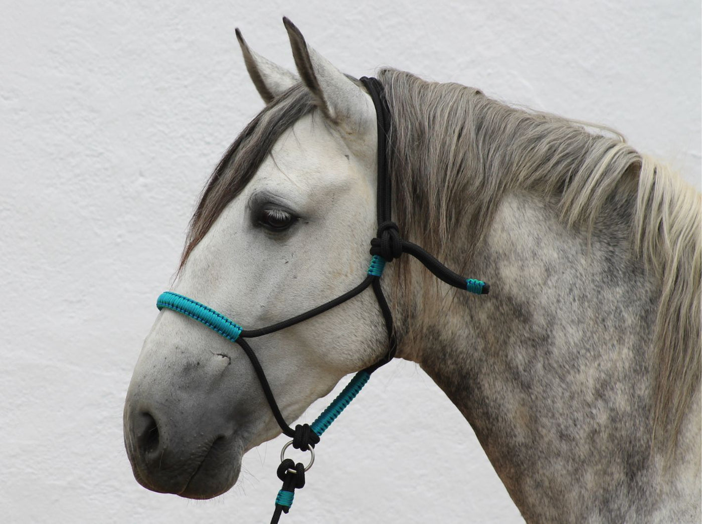 Knotenloses Halfter - schwarz/blau-grün (wie türkis), Gr. PONY